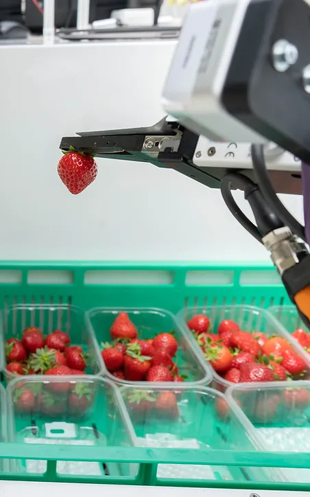 Organifarms Strawberry harvest Robot-image